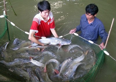 Thủ tướng phê duyệt 40.000 tỉ đồng phát triển thủy sản - 1 Thủ tướng phê duyệt 40.000 tỉ đồng phát triển thủy sản - 1