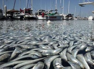 Cá chết trắng tại bến cảng California - 8