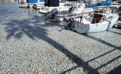 Cá chết trắng tại bến cảng California - 10