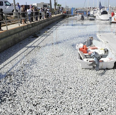 Cá chết trắng tại bến cảng California - 1