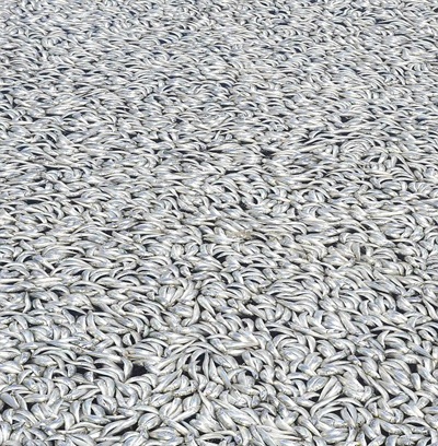 Cá chết trắng tại bến cảng California - 11