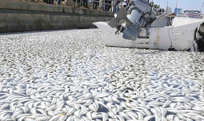 Cá chết trắng tại bến cảng California - 12