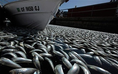 Cá chết trắng tại bến cảng California - 5