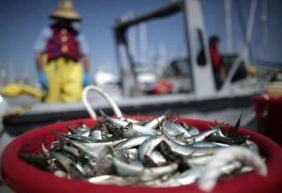 Cá chết trắng tại bến cảng California - 13