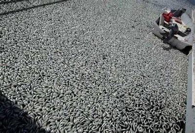 Cá chết trắng tại bến cảng California - 4