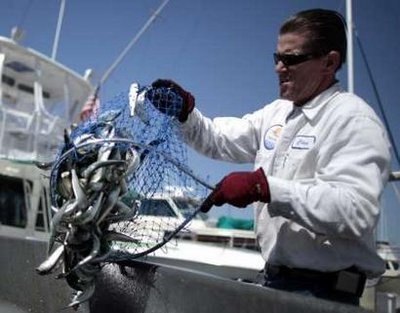 Cá chết trắng tại bến cảng California - 14