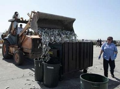 Cá chết trắng tại bến cảng California - 15