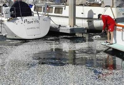 Cá chết trắng tại bến cảng California - 17