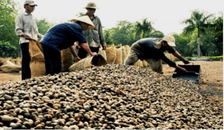 Diện tích trồng thu hẹp, sản lượng điều vẫn tăng - 1 Diện tích trồng thu hẹp, sản lượng điều vẫn tăng - 1