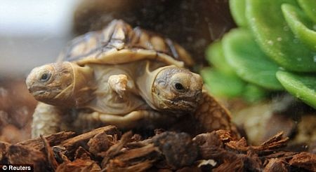 Rùa 2 đầu, 5 chân - 3