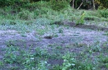 Mất chân do đào trúng mìn khi xới đất - 1