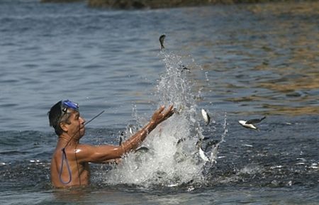 Cá nhuộm đen bờ biển Mexico - 10