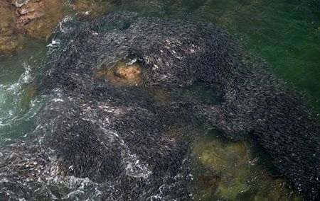 Cá nhuộm đen bờ biển Mexico - 5