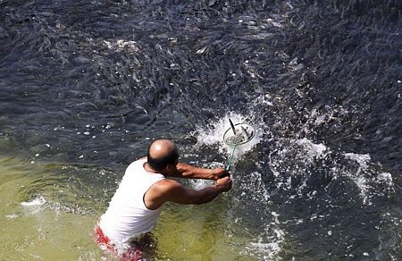 Cá nhuộm đen bờ biển Mexico - 9