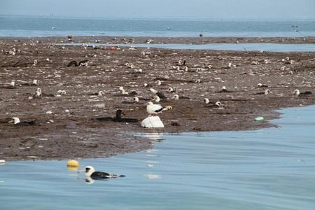 Hàng nghìn chim biển chết vì sóng thần ở Mỹ - 10