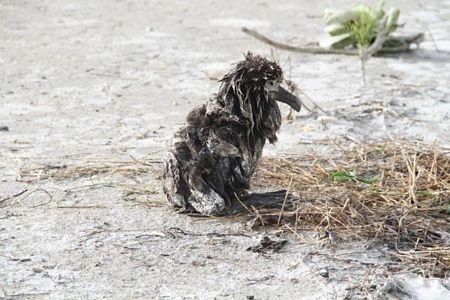 Hàng nghìn chim biển chết vì sóng thần ở Mỹ - 12