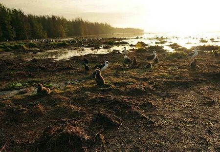 Hàng nghìn chim biển chết vì sóng thần ở Mỹ - 13