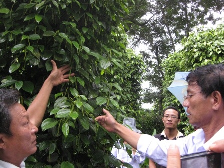 Sự thật về việc hồ tiêu rụng lá, quả do phân bón hữu cơ sinh học - 1 Sự thật về việc hồ tiêu rụng lá, quả do phân bón hữu cơ sinh học - 1