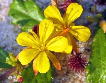 Lung linh chùm hoa đồng nội - 10