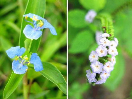 Lung linh chùm hoa đồng nội - 11