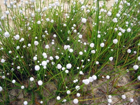 Lung linh chùm hoa đồng nội - 12