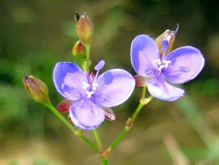 Lung linh chùm hoa đồng nội - 13