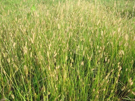 Lung linh chùm hoa đồng nội - 14