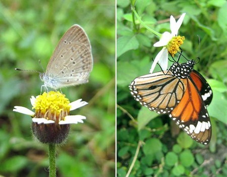 Lung linh chùm hoa đồng nội - 2