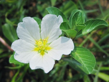 Lung linh chùm hoa đồng nội - 3