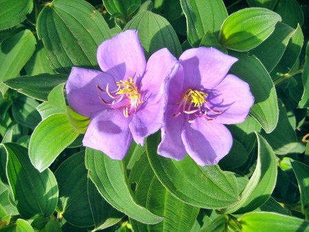 Lung linh chùm hoa đồng nội - 4