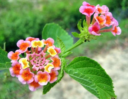 Lung linh chùm hoa đồng nội - 5