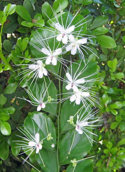 Lung linh chùm hoa đồng nội - 6