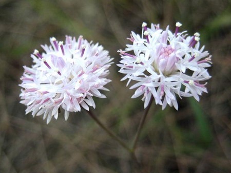 Lung linh chùm hoa đồng nội - 7