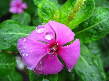 Lung linh chùm hoa đồng nội - 8