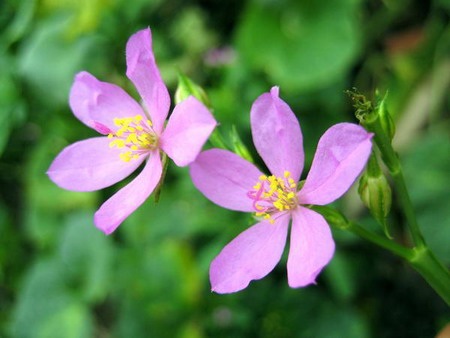 Lung linh chùm hoa đồng nội - 9