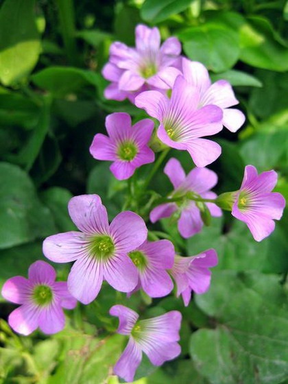 Lung linh chùm hoa đồng nội - 1