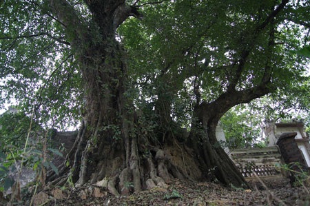 “Đại lão thị” ngàn năm tuổi  - 1