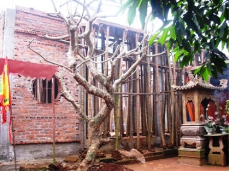 Tự ý trùng tu “phá hỏng” di tích quốc gia - 1