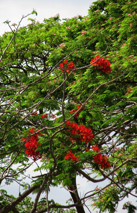 Rực rỡ sắc màu hoa tháng 3 - 3 Rực rỡ sắc màu hoa tháng 3 - 3