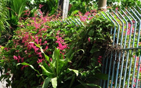 Rực rỡ sắc màu hoa tháng 3 - 6 Rực rỡ sắc màu hoa tháng 3 - 6