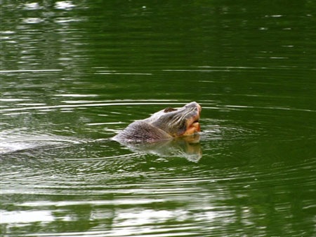 Sáng nay “cụ” Rùa nổi sát bờ - 2
