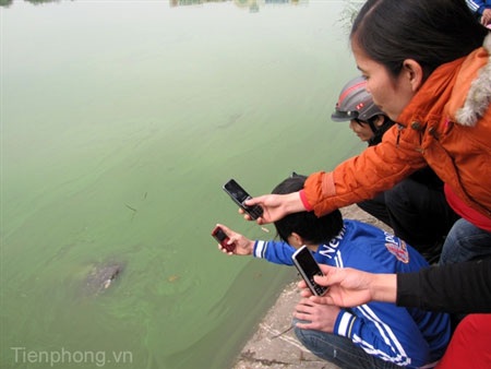 Sáng nay “cụ” Rùa nổi sát bờ - 4