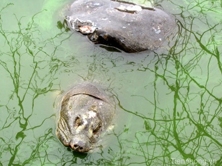 Sáng nay “cụ” Rùa nổi sát bờ - 3