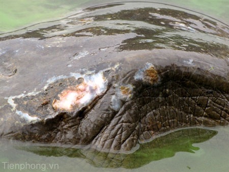 Sáng nay “cụ” Rùa nổi sát bờ - 5