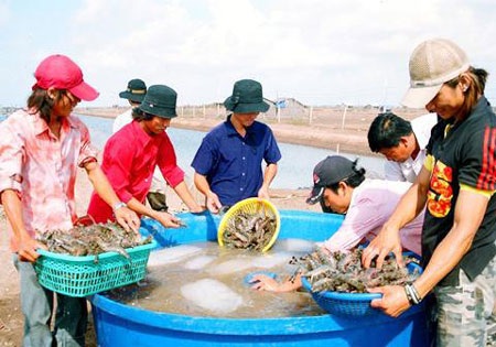 “Ấp tỷ phú” chỉ là... hư danh  - 1 “Ấp tỷ phú” chỉ là... hư danh  - 1