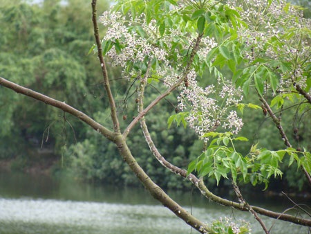 Nao lòng ngắm sắc tím hoa xoan  - 1