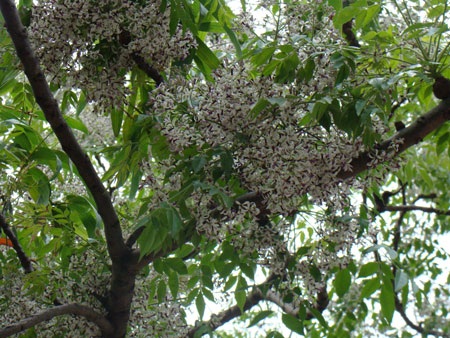 Nao lòng ngắm sắc tím hoa xoan  - 2