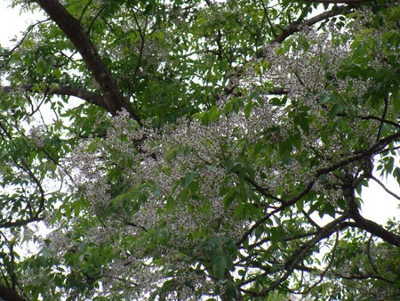 Nao lòng ngắm sắc tím hoa xoan  - 3