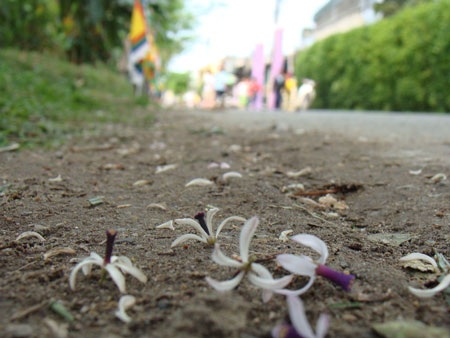 Nao lòng ngắm sắc tím hoa xoan  - 4