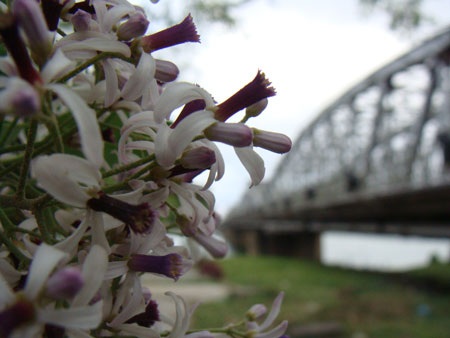 Nao lòng ngắm sắc tím hoa xoan  - 5